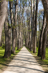 树小巷树干车道森林大路树木公园休闲人行道乡村大街背景图片
