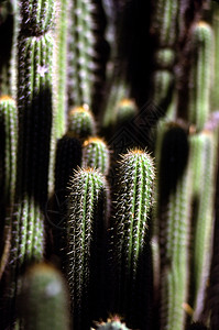 仙地火炬植物群植物背景图片