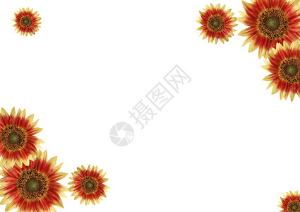 韩式鲜花边框摘要边框 鲜花 白背景花朵推介会家庭帆布材料花瓣植物学边界宏观树叶背景