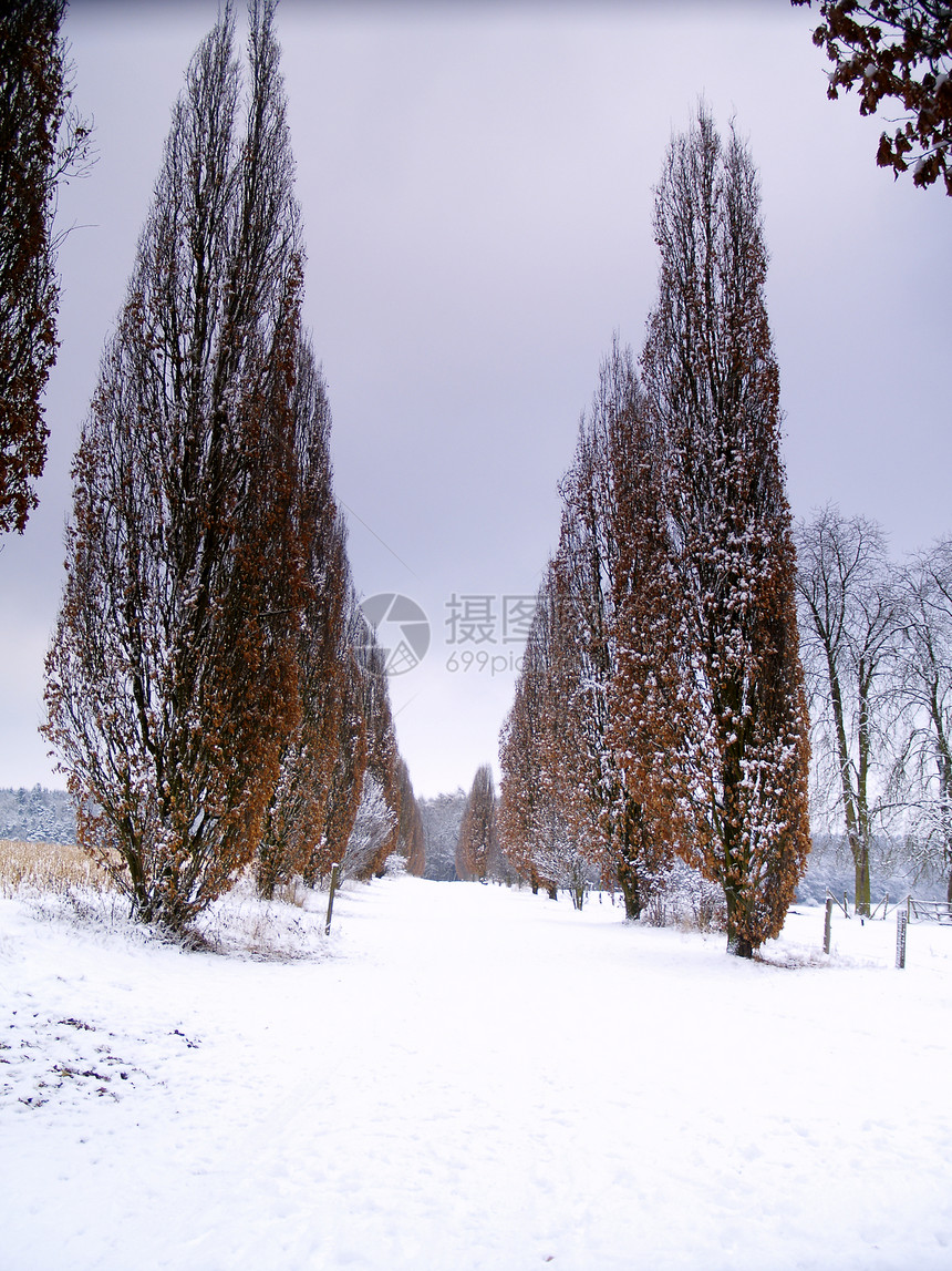 冬季小巷树木白色踪迹森林季节季节性小路天气图片