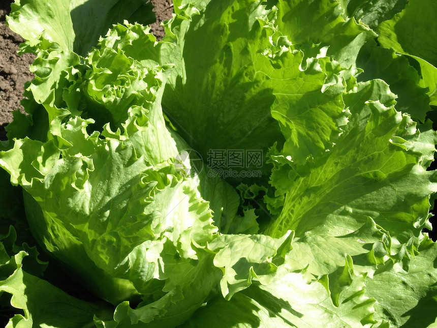 发生多叶农场生长生产蔬菜叶子食物绿色植物健康图片