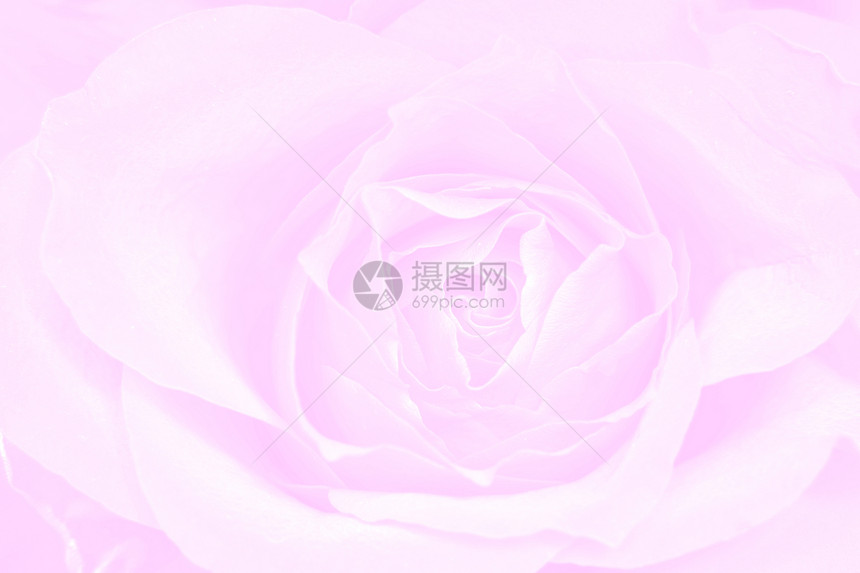 玫瑰粉红背景飞沫宏观植物白色花瓣礼物美丽粉色图片