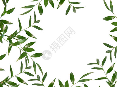 绿叶花环边框白色背景隔离的美丽绿叶边框 B生物学森林生态装饰生长花园植物学风格热带植物背景