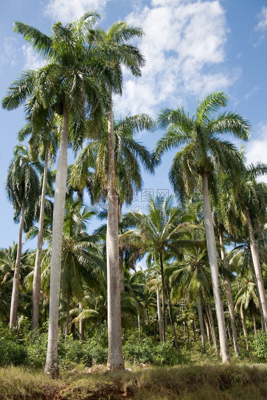 棕榈树群叶子热带蓝色岛屿果汁假期气候蓝调旅游绿色图片