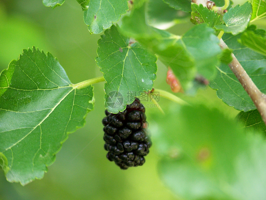 Mulberry 草莓水果浆果食物图片