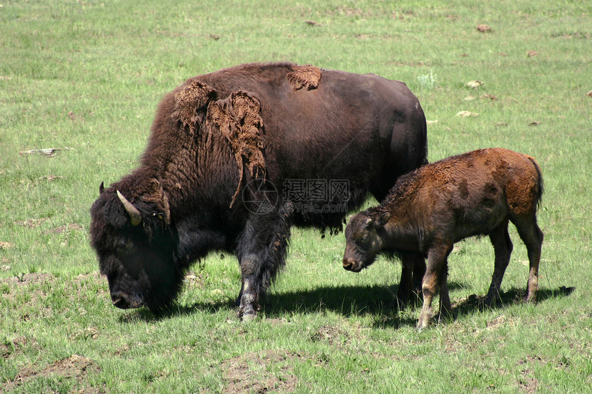 Bison Cow和Calf (Bison 野牛)图片