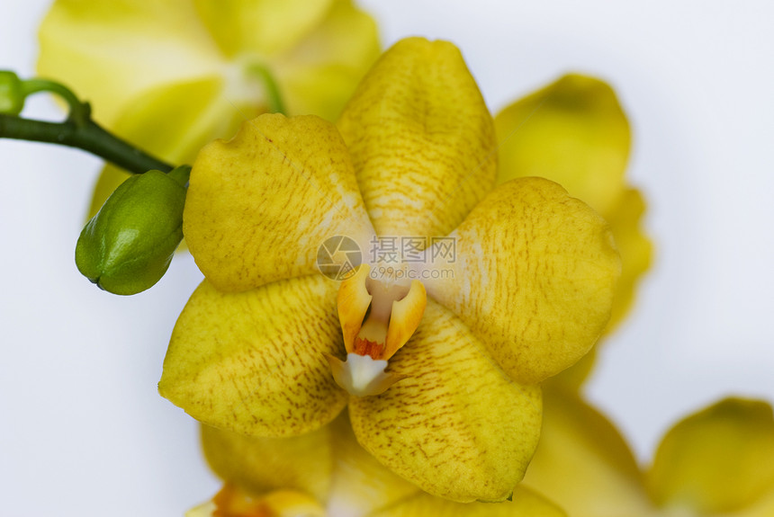 黄色兰花植物宏观花朵热带情调植物群白色异国叶子图片