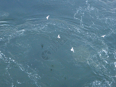 海鸥横渡海洋背景图片