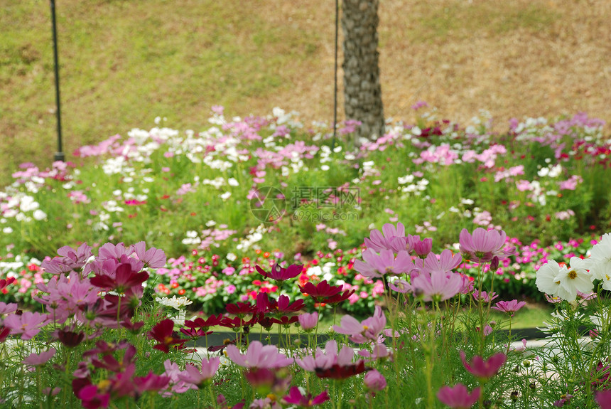宇宙花花园红色粉色花园紫色绿色植物白色绿色植物图片