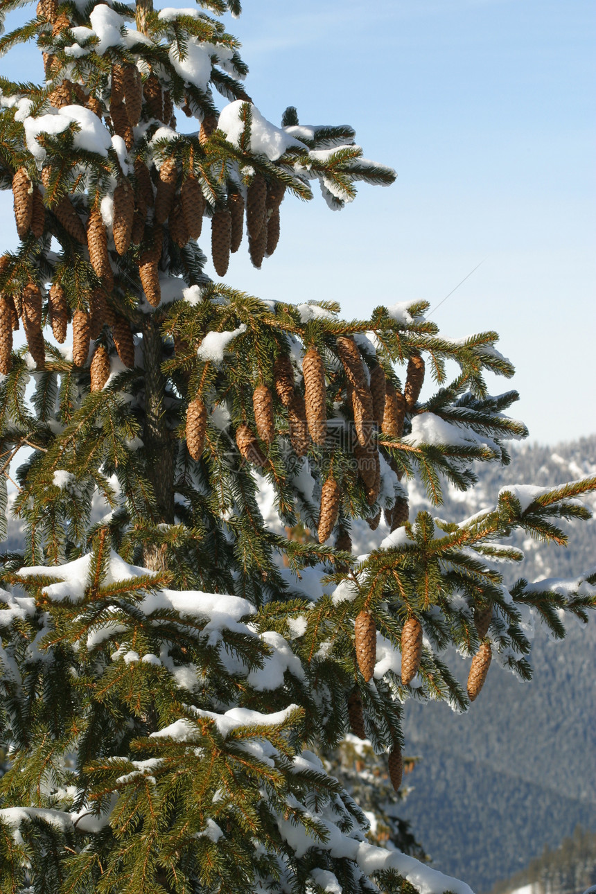 冬天木头寒意蓝色长叶运动松树降雪图片