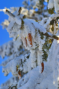 冬天寒意木头蓝色长叶运动降雪松树背景图片