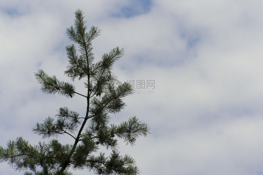 天空中的松树图片