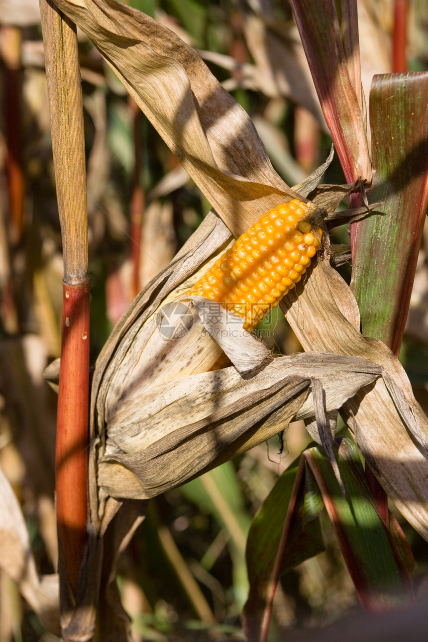 新鲜玉米玉米粒野餐生产农场营养场地蔬菜种子采摘金子图片