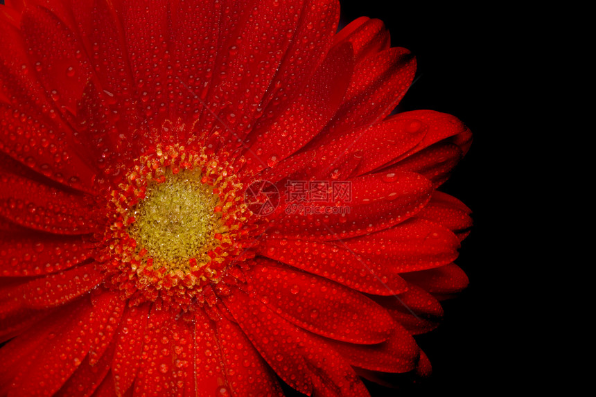 红色发热器格柏植物学花瓣波纹洪水宏观生长花瓶雏菊黑色图片