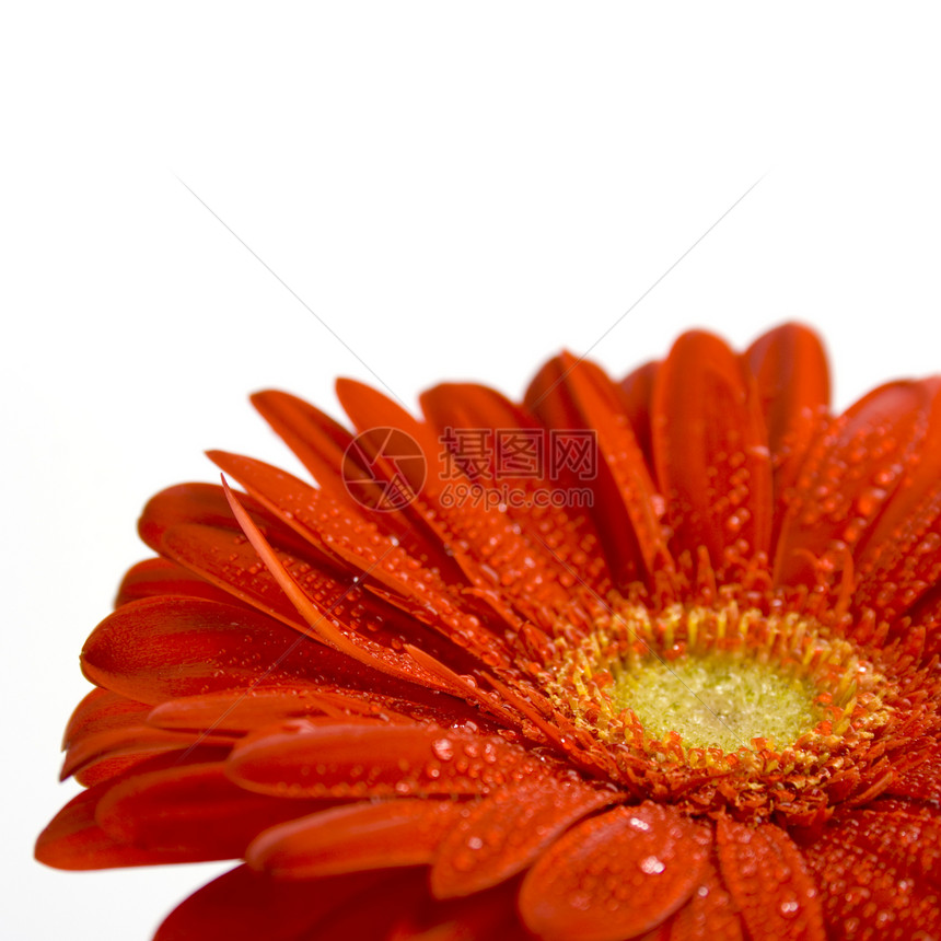 红色发热器雏菊生长洪水白色植物植物学宏观花瓶花瓣波纹图片