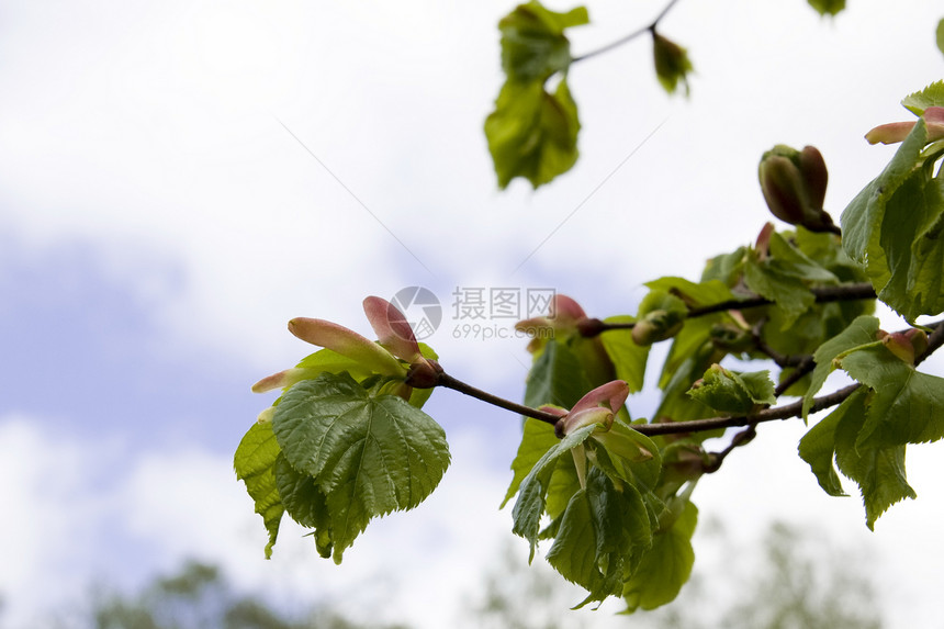 林丁分支绿色宏观阳光树木辉光叶子分支机构植物静脉太阳图片