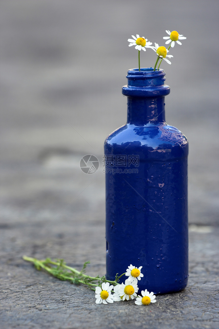 蓝瓶和小菊花图片