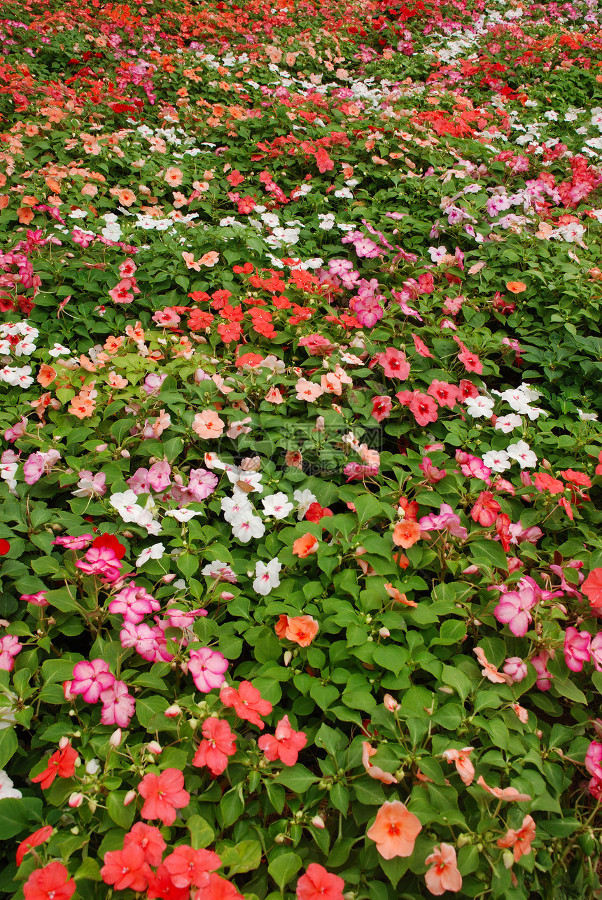 彩色花本背景花园绿色红色白色植物群绿色植物粉色紫色图片