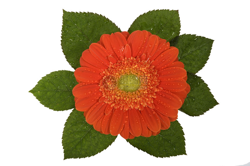 Gerbera valentines 花朵绿色庆典礼物黄色生长花店问候语图片