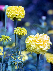 菊花花朵植物群花园背景图片