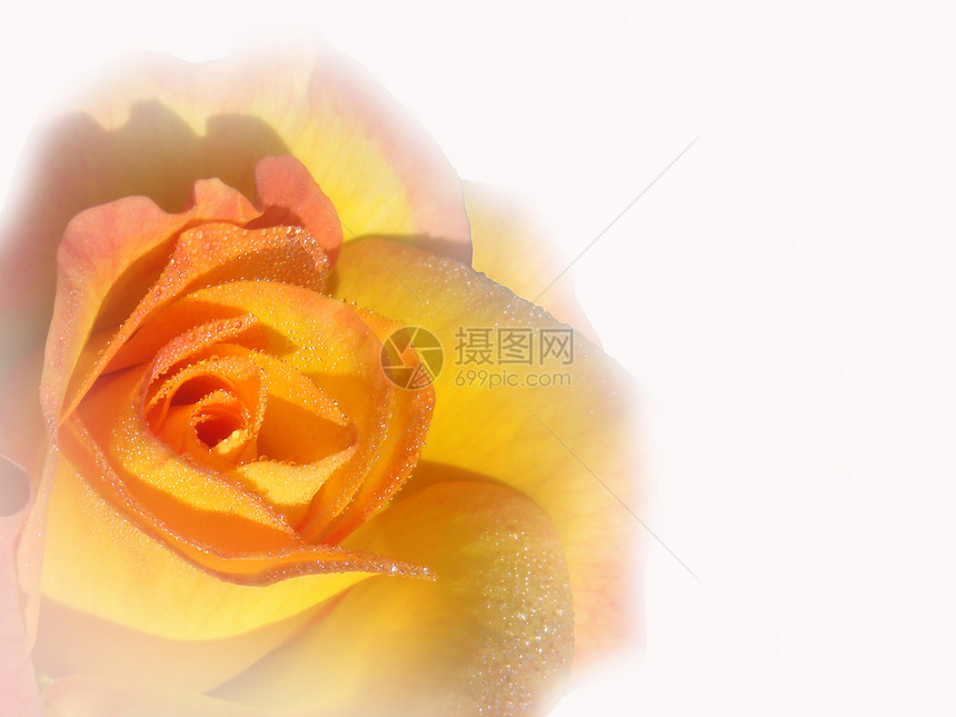 玫瑰花瓣热情周年宏观香水花朵婚姻恋人明信片纪念日图片