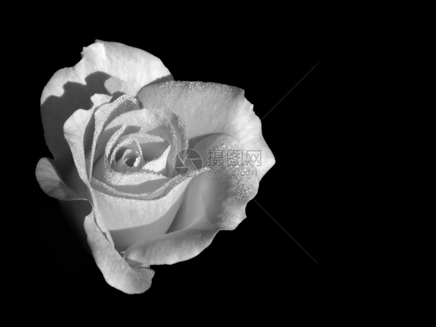 玫瑰 - 黑白图片