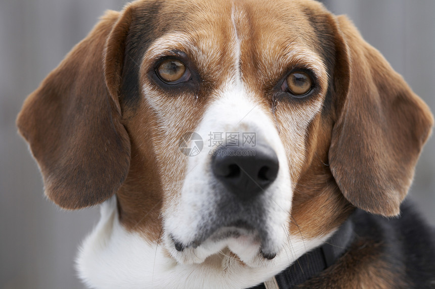 狗朋友棕色鼻子软盘伴侣小狗哺乳动物犬类耳朵猎犬图片