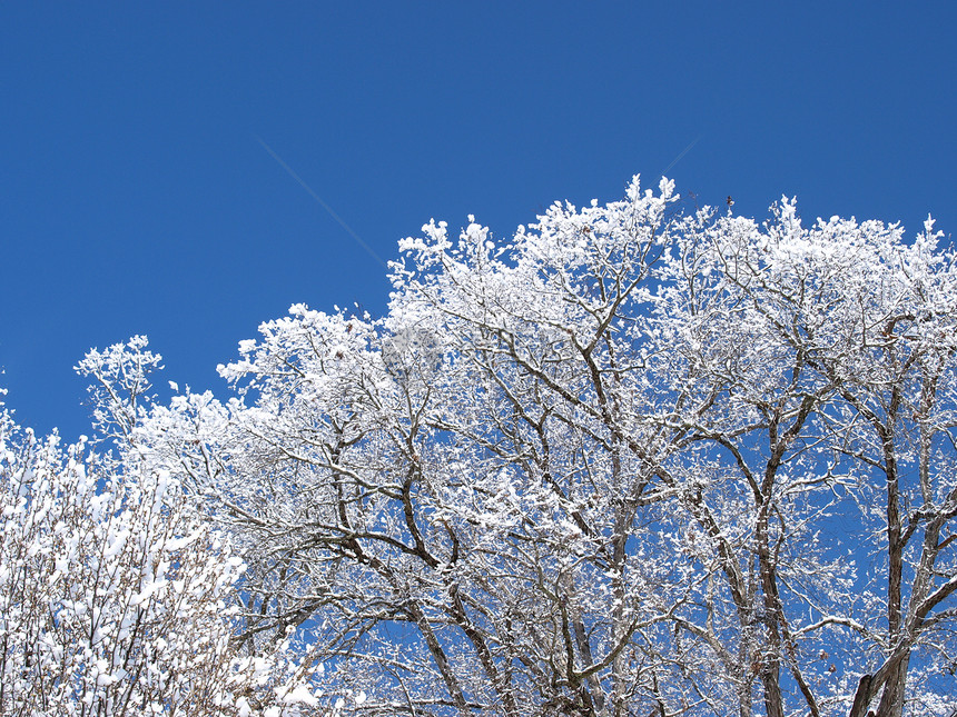 雪树天气树木季节性季节白色天空图片