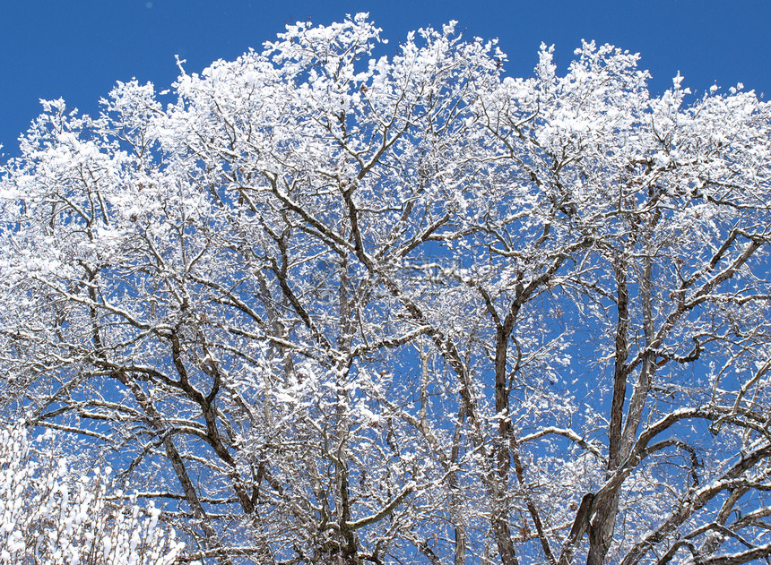 冬季树季节性树木季节天空白色天气图片
