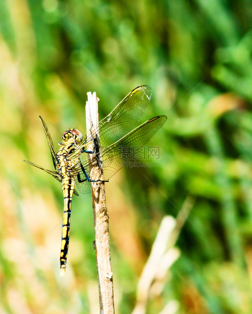 龙眼睛飞行昆虫蜻蜓翅膀黄色宏观花园绿色树叶图片