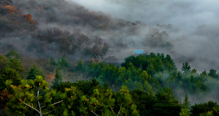 迷雾森林分支机构绿色房子树木薄雾松树黄色木头灰色图片