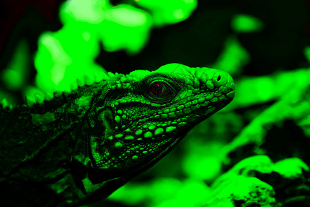依瓜纳动物绿色蜥蜴危险容器玻璃野生动物两栖爬虫背景图片