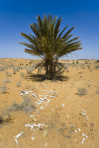 沙漠地区太阳天空黄色石头蓝色背景图片