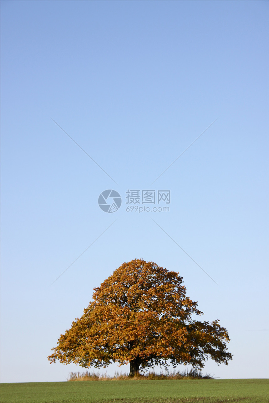 秋天的大橡树农田黄色棕色环境树叶图片