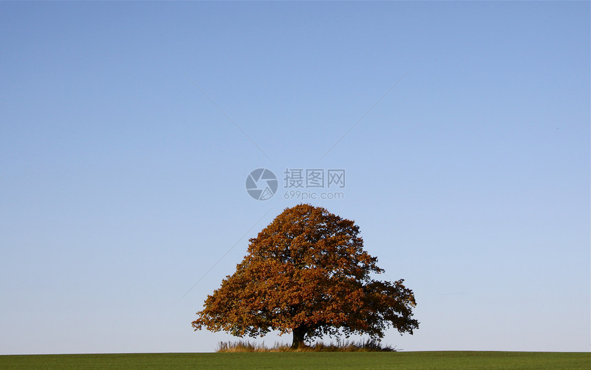 秋天的大橡树农田棕色环境黄色树叶图片