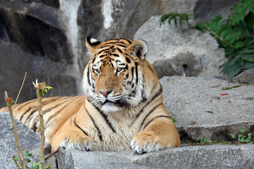 美丽的老虎肖像岩石毛皮猎人生物条纹动物食肉力量鬃毛野生动物图片