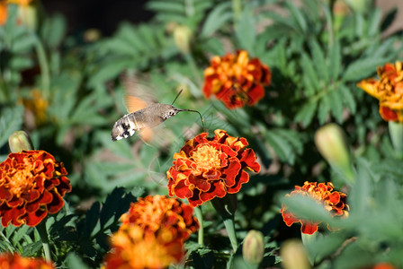 蝴蝶7金盏花翅膀动物群花蜜植物群绿色飞行植物黄色昆虫背景图片