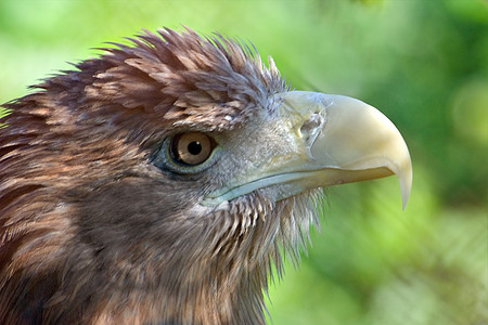 鹰眼睛绿色天空捕食者羽毛背景图片