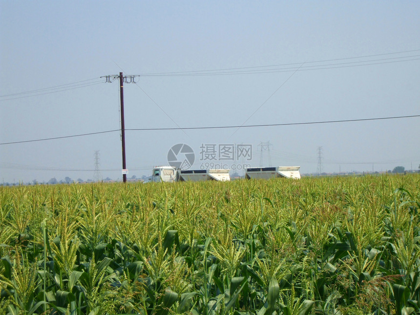 玉米植物分支机构阳光照射花园阳光季节性爆米花农业时间宏观农民图片