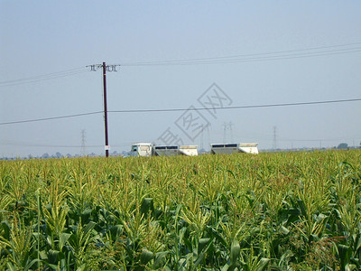 玉米植物分支机构阳光照射花园阳光季节性爆米花农业时间宏观农民背景图片