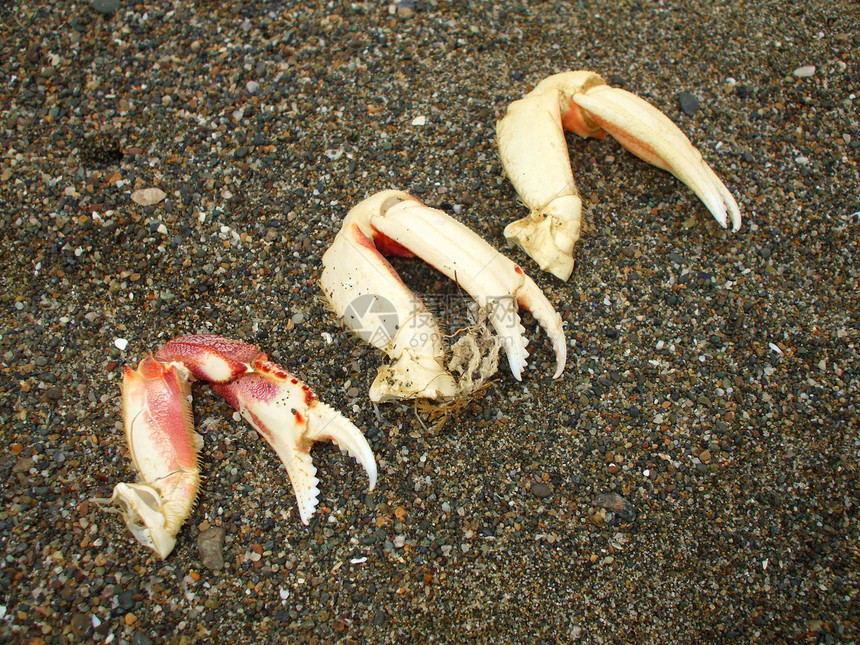 螃蟹点眼睛插图海洋绘画爪子生物海滩假期贝类动物图片