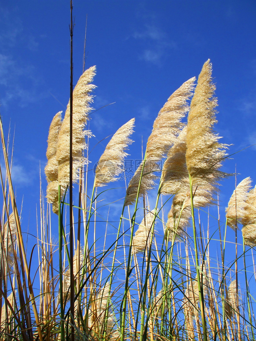 羽毛植物天空季节分支机构太阳衬套晴天季节性阳光照射花园阳光图片