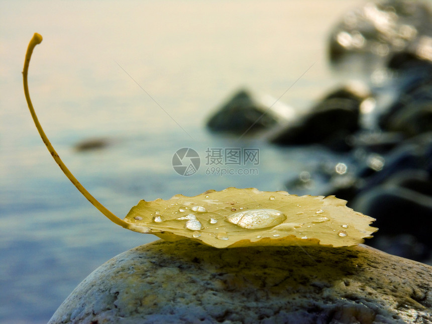 落叶雨水黄色液体宏观飞沫下雨石头叶子树叶图片
