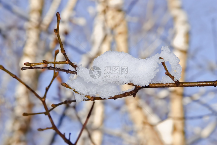 雪枝条白色天气季节树木天空蓝色图片