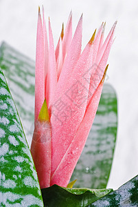 热带花卉萼片叶子花瓣绿色紫色粉色植物背景图片