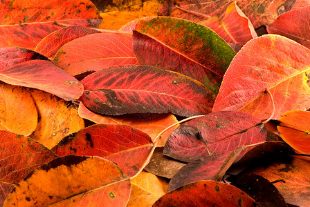秋叶树叶多层叶子红色数字黄色背景图片