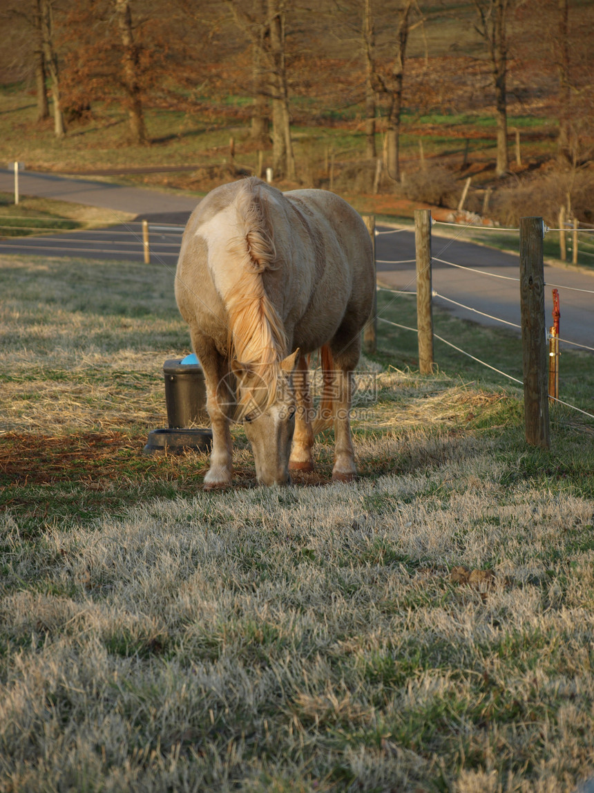 一匹白马马术乡村植物农业小跑草地哺乳动物土地场地农村图片