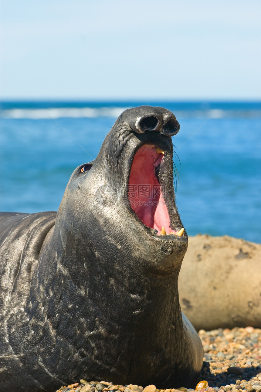 巴塔哥尼亚半岛Valdes半岛的大象海豹海洋哺乳动物动物野生动物水平鼻子荒野图片