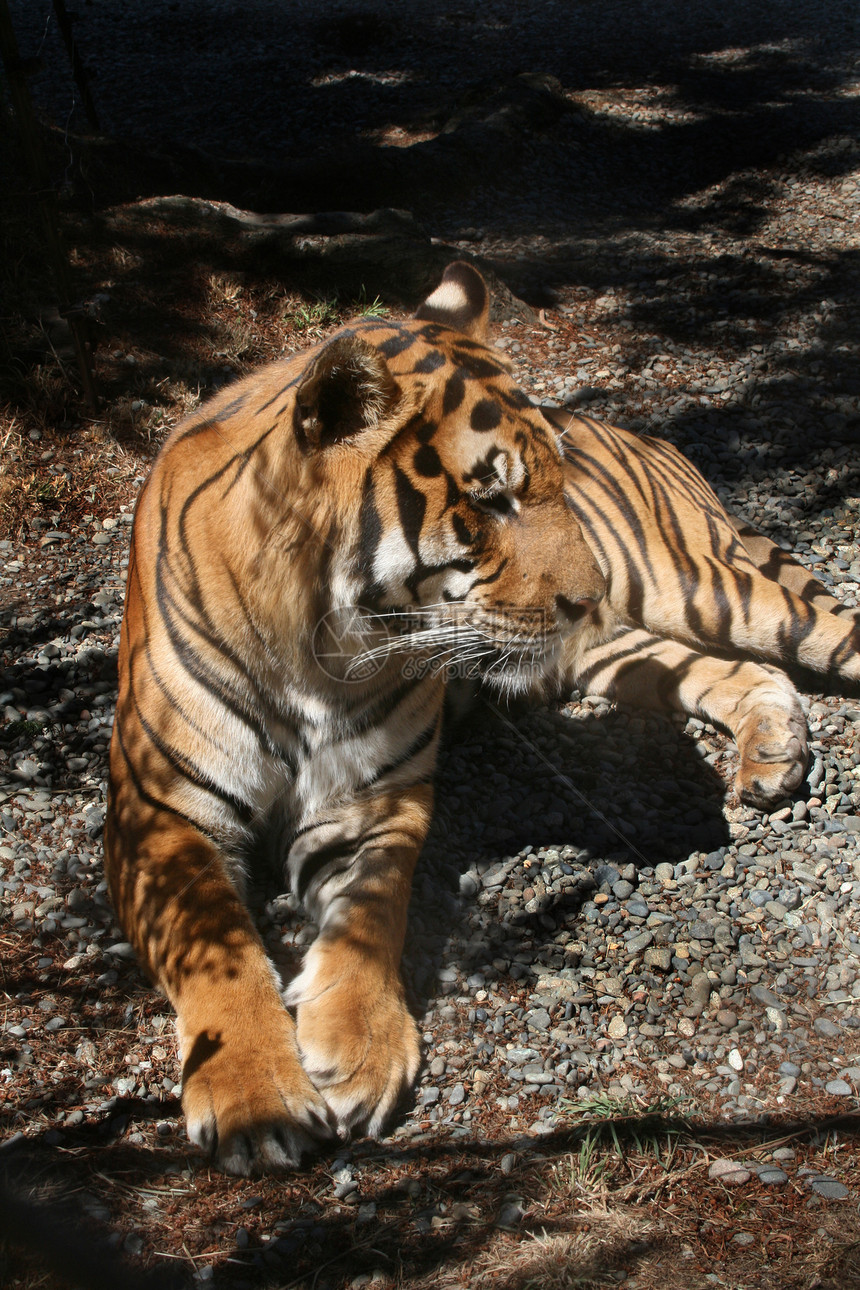 老虎哺乳动物野生动物条纹动物园毛皮动物图片