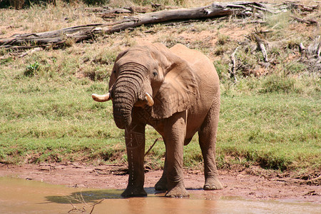 旧大象老牛大象饮水背景图片